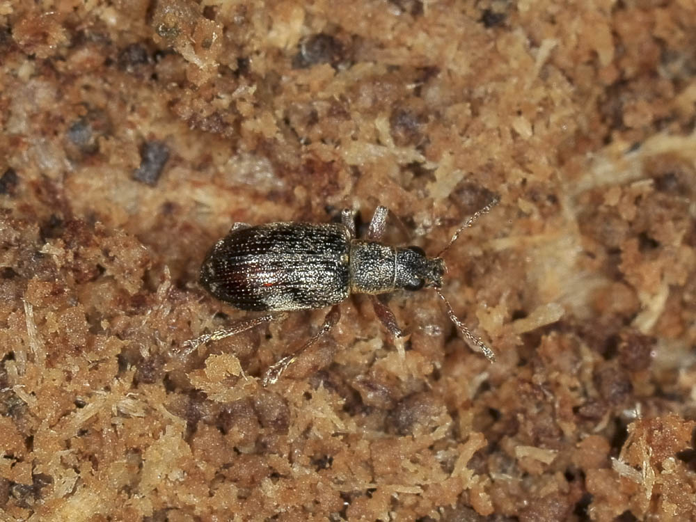 Curculionidae:  Polydrusus sparsus